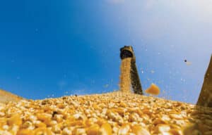 Corn Harvest