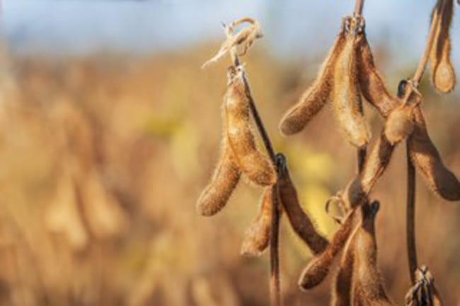 z-series soybeans
